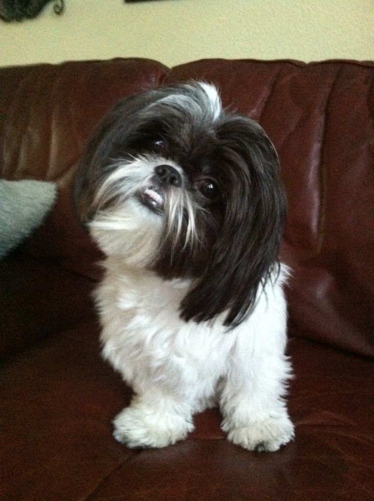 kinds of shih tzu best 25 shih tzu poodle ideas on shih tzu poodle mix a pug and shih tzu mix kinds of shih tzu best 25 shih tzu poodle ideas on shih tzu poodle mix a pug and shih tzu mix