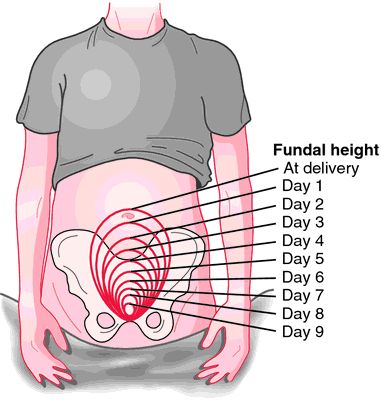involution definition of involution in the medical fundal height chart after delivery