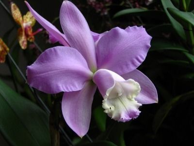 Best 25 Diffe Types Of Flowers Ideas Only On Pinterest Diffe Types Of Orchids Orchid And Species Varieties