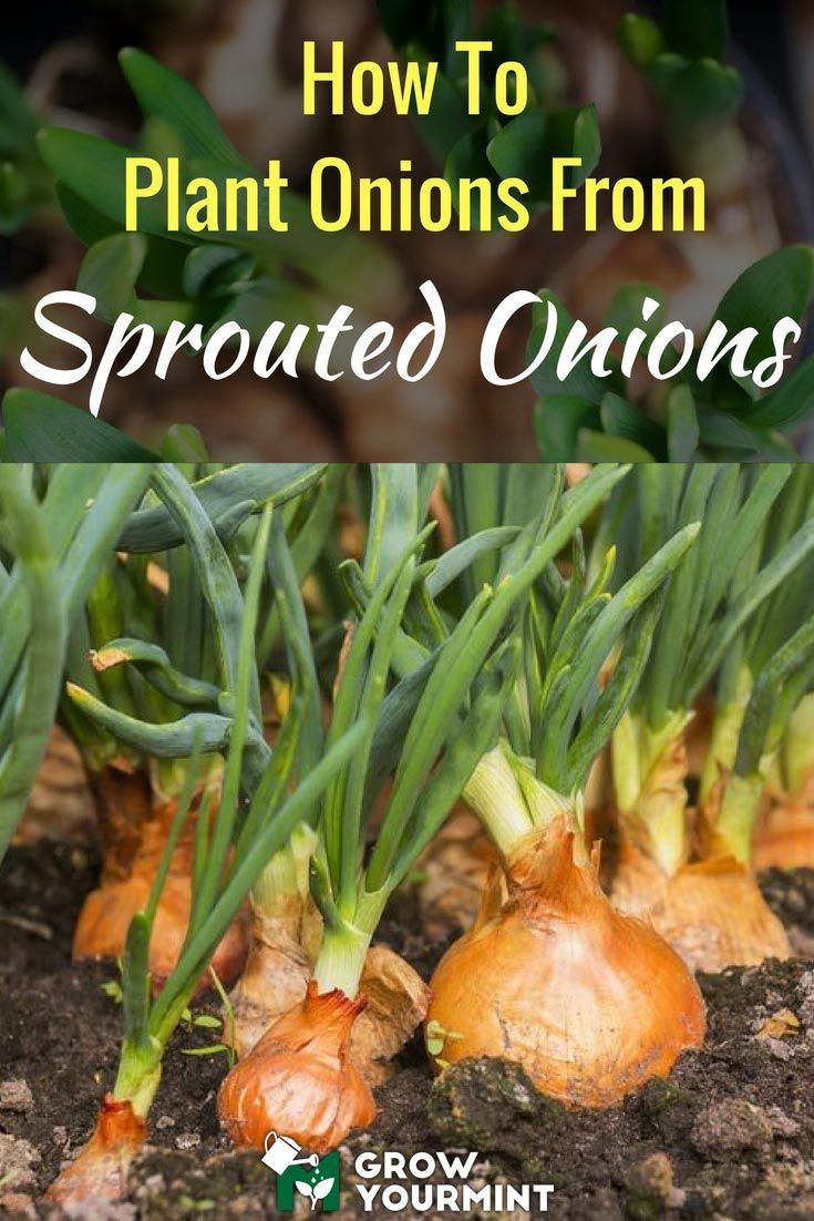 How to onion starts form mature onions consider Apologise, but, how to onion starts form mature onions interesting idea