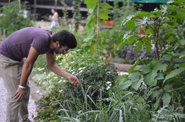 wisconsin foodie victory garden wisconsin foodie victory garden
