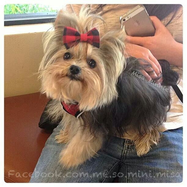 yorkie misa 2034 best yorkies images on baby puppies fluffy pets and dogs yorkie misa 2034 best yorkies images on baby puppies fluffy pets and dogs
