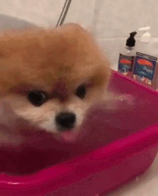 Finally You Decided To Bathe Me Gif Lustige Tiere Tiere Und
