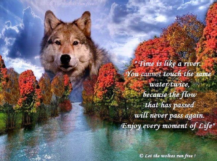 When I Die Let The Wolves Enjoy My Bones Let The Wolves Run Free | Wolf pictures, Wolf wallpaper, Wolf