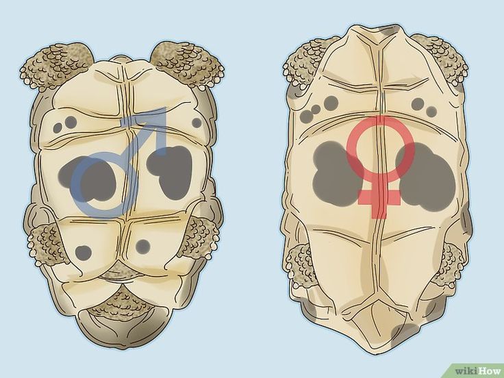 How To Tell The Difference Between A Male And Female Red Eared Slider Red Eared Slider Red Eared Slider Turtle Slider Turtle