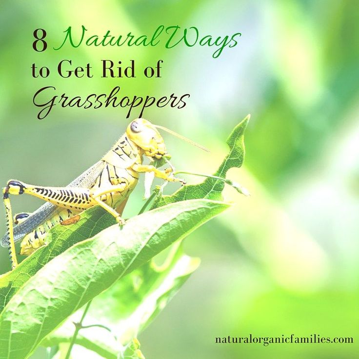 best 25 garden pests ideas on pinterest insect repellent plants companion planting and best 25 garden pests ideas on pinterest insect repellent plants companion planting and