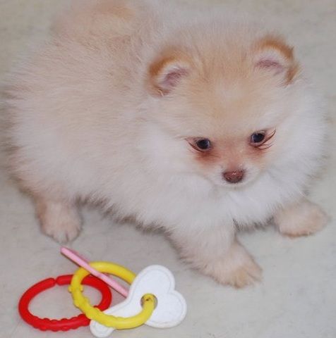 free pomeranian puppies in alabama m 225 s de 25 ideas incre 237 bles sobre cachorros pomeranos gratis en taza de free pomeranian puppies in alabama m 225 s de 25 ideas incre 237 bles sobre cachorros pomeranos gratis en taza de