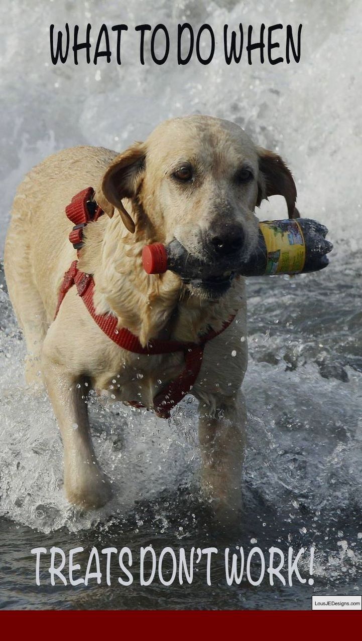 How To Train A Dog To Run By Your Side And Pics Of How To Train