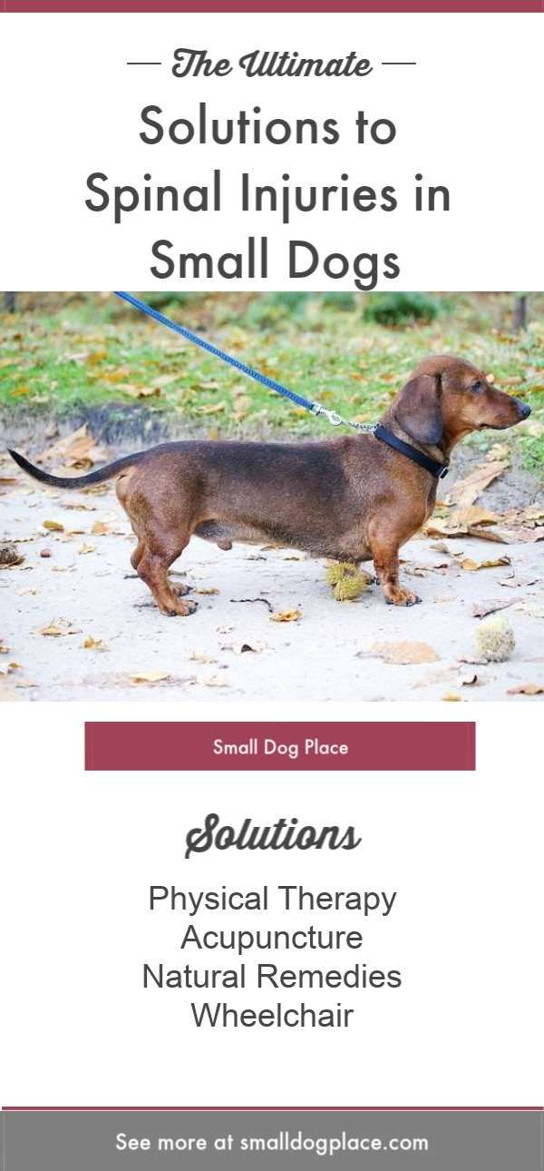 Solutions For Spinal Injuries In Dachshunds Other Small Breeds