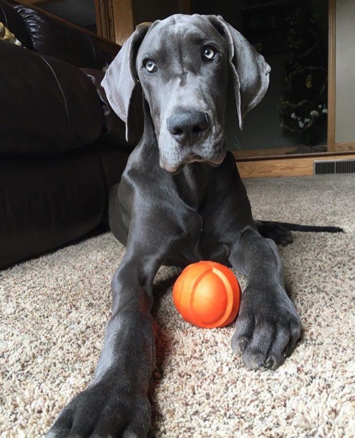 Pin By Sara Isenhart On Puppy Great Dane Puppy Dane Puppies