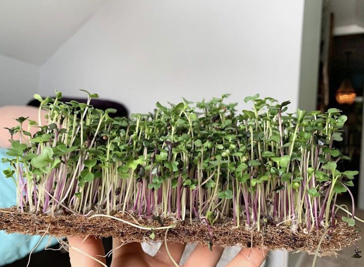 Basic Salad Mix in 2020 Microgreens, Sustainable Basic Salad Mix in 2020 Microgreens, Sustainable