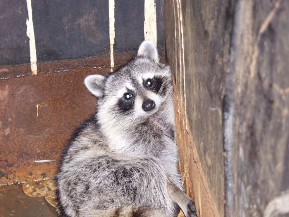 Raccoon With Cat Picture Raccoon With Cat Picture