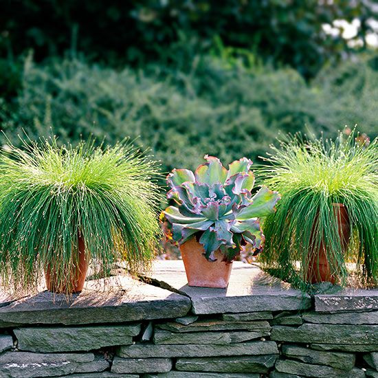 187 best Grasses images on Pinterest Gardening, Landscaping and - carex bronze reflection 187 best Grasses images on Pinterest Gardening, Landscaping and - carex bronze reflection