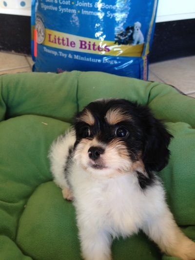puppy store boca raton 175 best puppies boca raton images on puppy store pet grooming and puppies puppy store boca raton 175 best puppies boca raton images on puppy store pet grooming and puppies