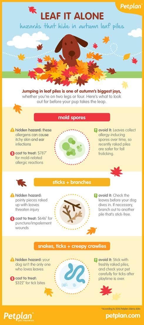 Barking From The Bayou Healthy Pets New Tricks Pets