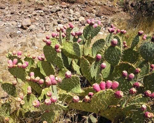 Cactus Pear Recipes Food Network Cactus Pear Recipes Food Network