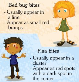 25 unique Bed bugs bites ideas on Pinterest