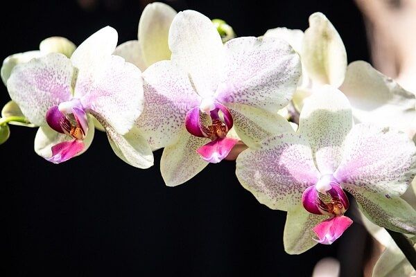 Free picture: beautiful image, biology, botany, flower, flower bud, flower garde