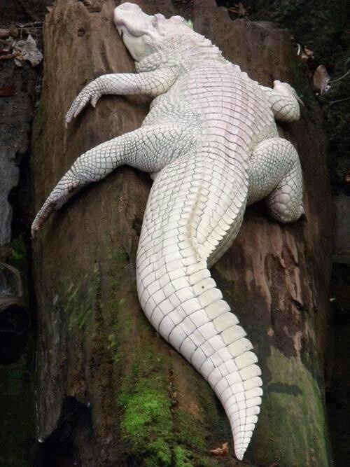 7 best albino reptiles images on pinterest amphibians 7 best albino reptiles images on pinterest amphibians