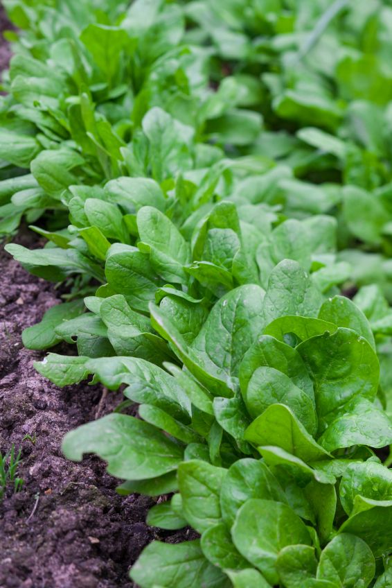 Wann Muss Man Salat Pflanzen Pflücksalat pflanzen | Salat pflanzen, Pflanzen, Gemüsegarten tipps