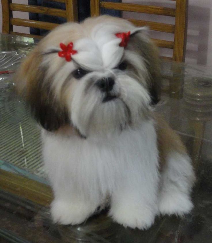 Shih Tzu Grooming Style Photos Wow Com Image Results Shih