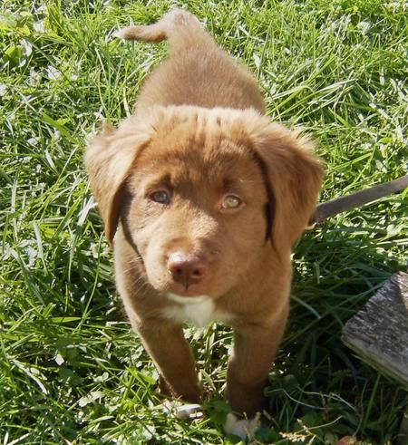 golden retriever lab mix lifespan best 25 golden retriever lab mix ideas on golden retriever labrador golden retriever lab mix lifespan best 25 golden retriever lab mix ideas on golden retriever labrador