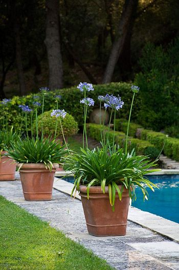 Images Of Pool Dreaming Gardening Pinterest Garden Plants Images Of Pool Dreaming Gardening Pinterest Garden Plants And Backyard