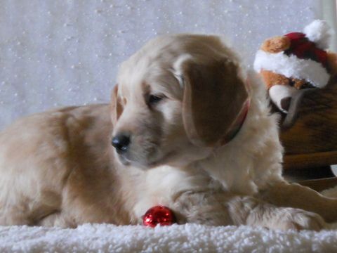 Pin By Sparetheair Sacramento On Pets Share The Air Retriever