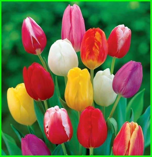 Nama Bunga Foto Foto Makna Dan Artinya Lengkap Bunga Bunga Tulip Bunga Iris