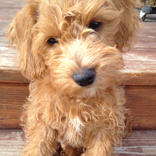 mini snoodle mini snoodle