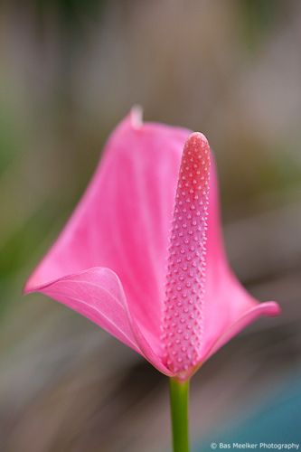 75 best .araceae calla lilies lily flowers candleflower anthurium ...