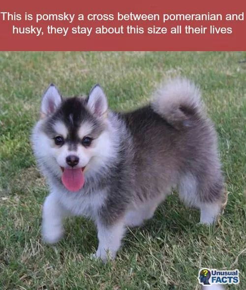 pictures of pomeranian huskies best 25 pomsky puppies ideas on pomsky pomeranian husky puppies and pictures of pomeranian huskies best 25 pomsky puppies ideas on pomsky pomeranian husky puppies and