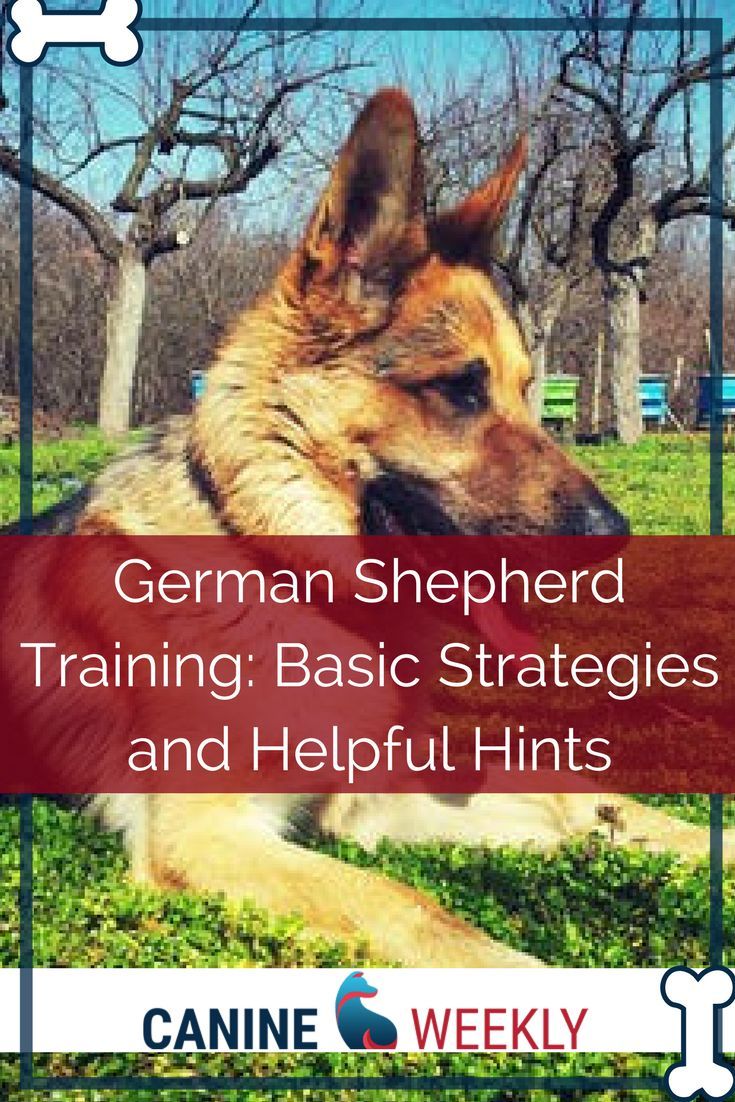 Pin By Cora Jensen On Animals In 2020 German Shepherd Training
