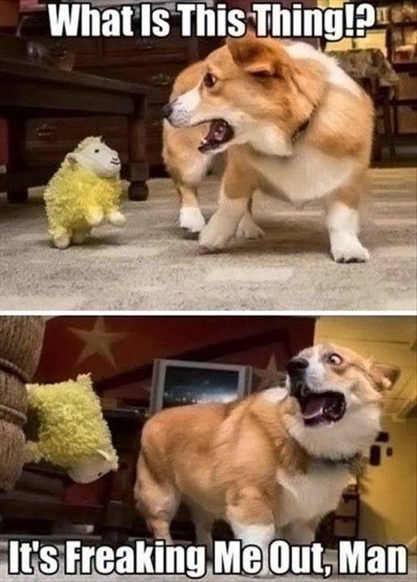 best 25 funny dog faces ideas on pinterest smiling dog meme 46d7d17f1f26d6c2b85a9fb1ffad8066 funny things funny stuff best 25 funny dog faces ideas on pinterest smiling dog meme,Funny Dog Face Meme