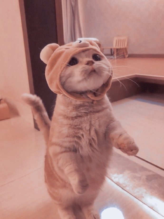 Aesthetic cat ðð¾ | Cute baby cats, Cute cats and dogs, Cute cat memes