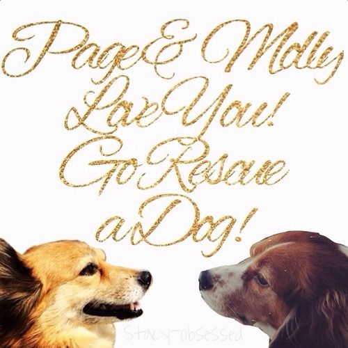I Love You Dog Video Youtube I Love You Dog Video Youtube