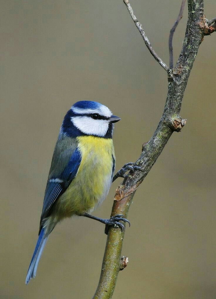 Faux seins pics gratuits Gros De La Mésange Baïse