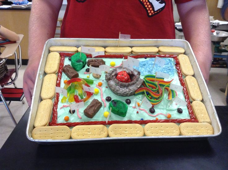 Animal Cell Cake Project Ideas Animal Cell Cake Project Ideas