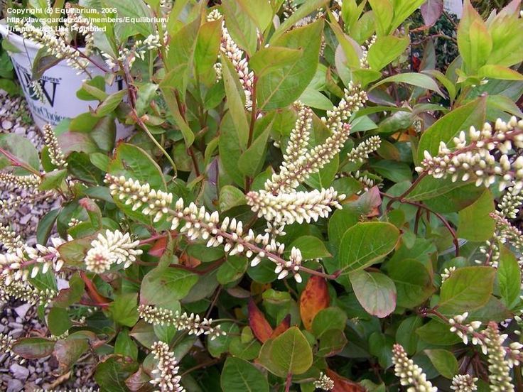 Dwarf Virginia Sweetspire, Gooseberry 'Little Henry' (Itea ...