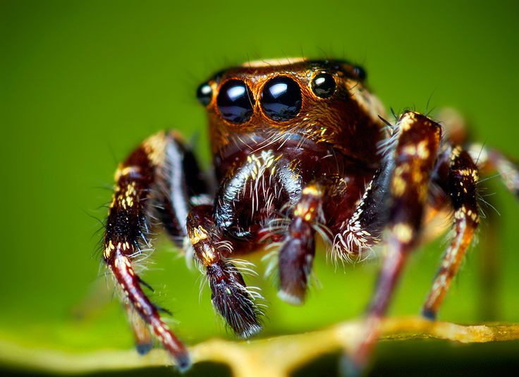 Best 25 Killing Spiders Ideas On Pinterest Natural Spider Endearing How To Get Rid Of Spiders In Bedroom Design Inspiration Best 25 Killing Spiders Ideas On Pinterest Natural Spider Enchanting How To Get Rid Of Spiders In Bedroom 2018