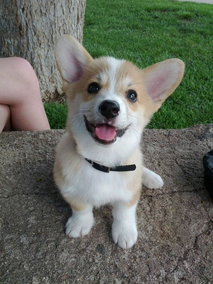 We Added A New Member To The Family This Week Puppies Cute