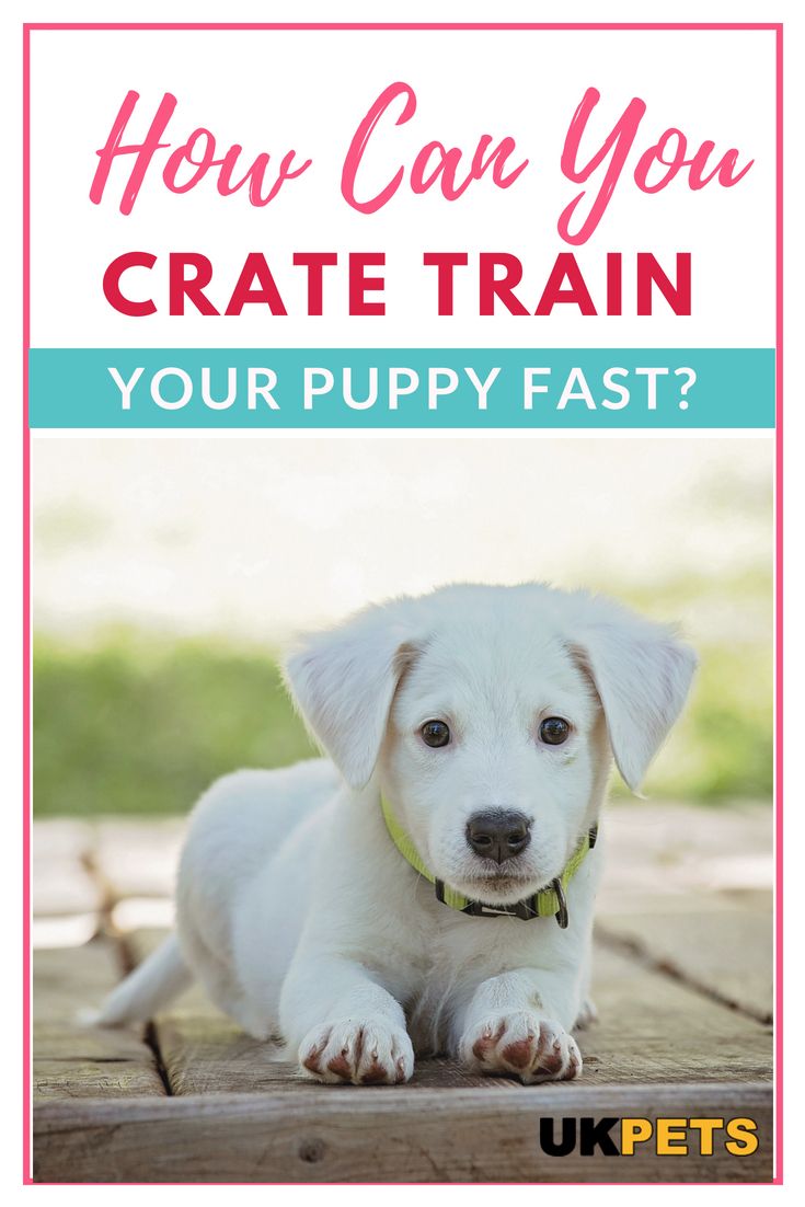 Successful Puppy Crate Training In Just One Weekend That Is