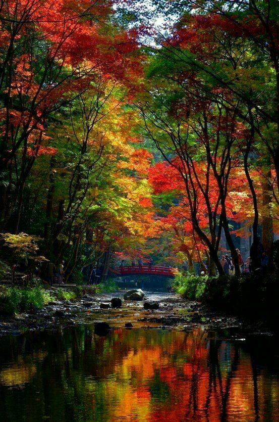 秋 のアイデア 380 件 紅葉 風景 風景 美しい風景 秋 のアイデア 380 件 紅葉 風景 風景 美しい風景