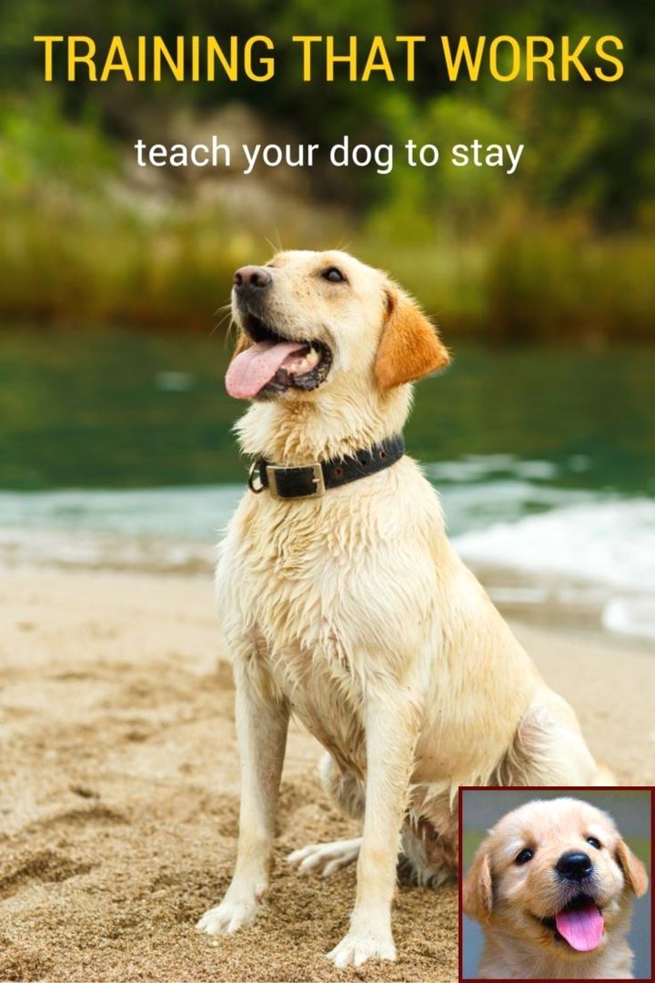 Dog Behavior In Shelter And Dog Behavior Barking For Attention