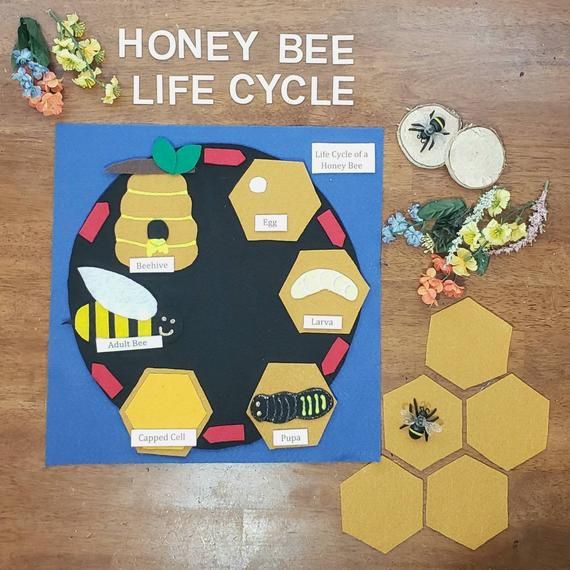 honey bee felt set Honey Bee Life Cycle life cycle felt board homeschool biology preschool science Felt Board Set montessori