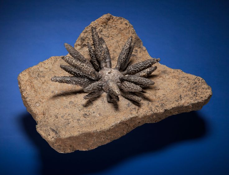 Decorative Stone Natural Sea Urchin Fossil Specimens Original Stone Insect Fossil Teaching Decorative Stone Natural Sea Urchin Fossil Specimens Original Stone Insect Fossil Teaching