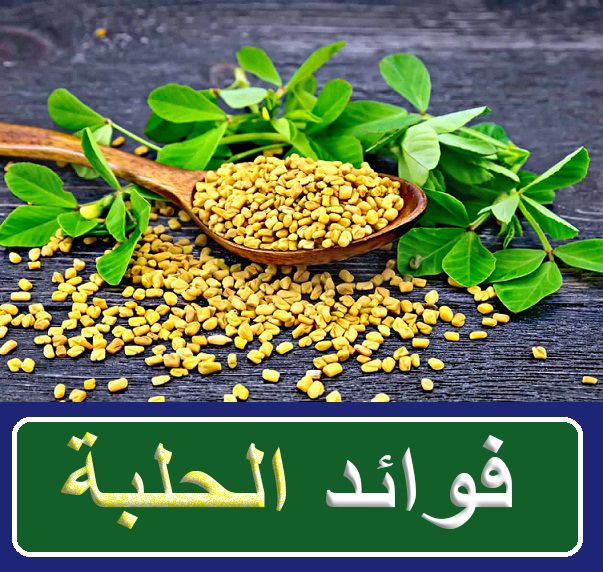 فوائد الحلبة لجسمك Vegetables Food Beans