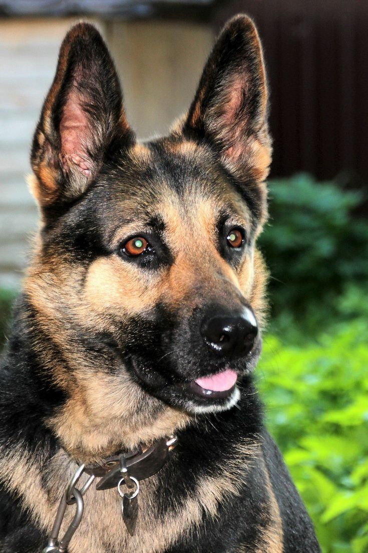 What To Give My German Shepherd To Stop Diarrhea Germanshepherd