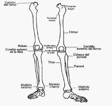 Extremidades inferiores del cuerpo humano pdf