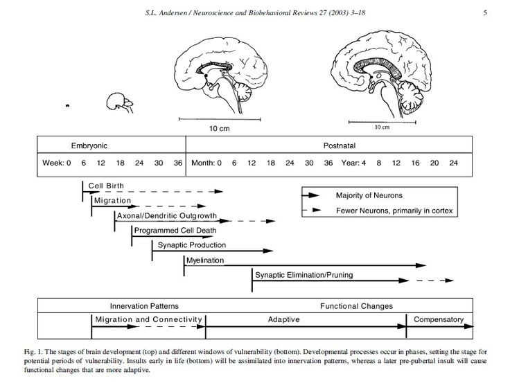 Human brain, Brain development, Development